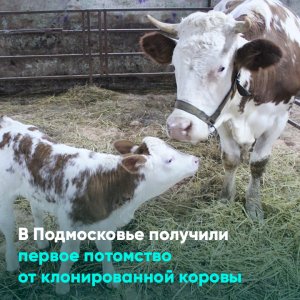 В Подмосковье получили первое потомство от клонированной коровы