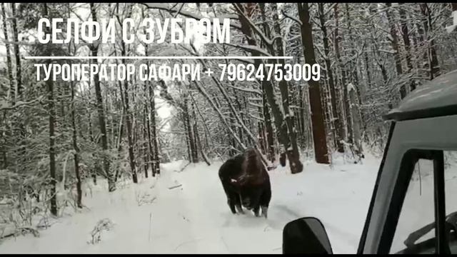 Зубр в Орловском Полесье