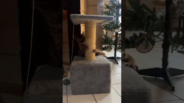 бенгальские котята, бенгалы