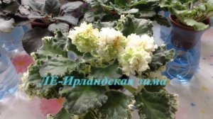 Пышное цветение фиалок.Как запустить фиалку на пышное цветение