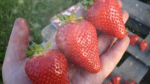Как Выращивать Клубнику из Семян в Домашних Условиях