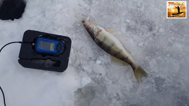 Усть - Бельск. ИСКАЛ и нашёл заветную лунку! Вся рыба с одной лунки. смотреть онлайн