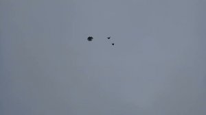 Николаевские голуби.