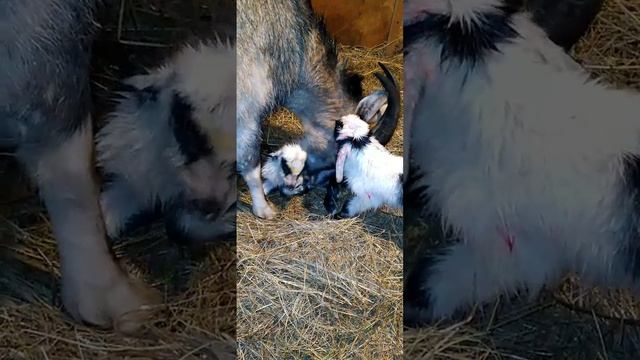 Родились козлята