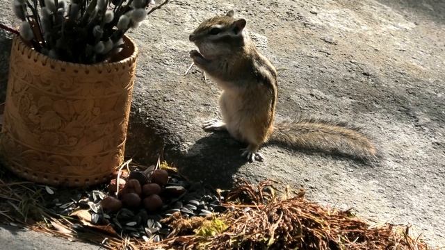 БУРУНДУКИ СО СКАЛ ПЕТРА ГРОНСКОГО смотреть онлайн
