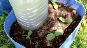 САМЫЙ ЛУЧШИЙ СПОСОБ ВЫРАЩИВАНИЯ ОГУРЦОВ, БЕЗ ТЕПЛИЦЫ, СУПЕР ИДЕЯ, КАПЕЛЬНЫЙ ПОЛИВ