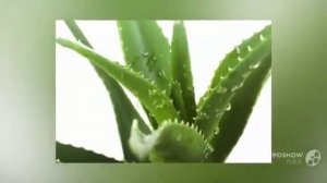 Цветы Алоэ (Aloe flower)