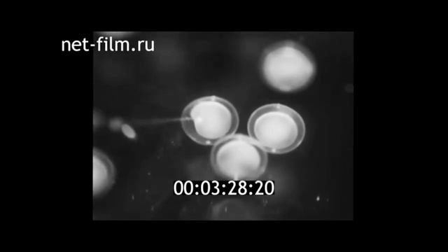 1982г. МГУ. кафедра эмбриологии. профессор Казарян