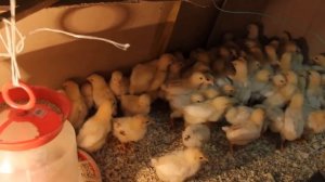 Правильное питание и содержание цыплят.Часть I.