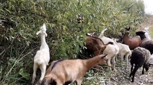 Козы и бараны#Стоит ли так делать???