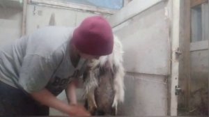 Отёк вымени и уплотнения в доли вымени, как справляюсь я)Если у вас есть какой способ напишите)