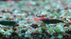 Аквариумные креветки, Neocaridina Green Jade Extreem, Грин жаде экстрим, содержание.