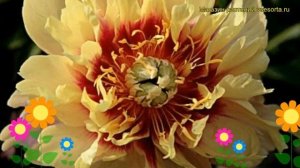 Пион ито Бордер Чарм. Краткий обзор, описание характеристик paeonia itoh Border Charm