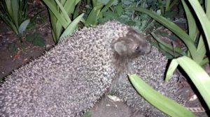 Размножение в дикой природе ёжиков!!! Hedgehog