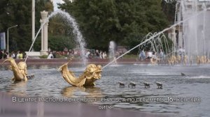 Самые красивые фонтаны столицы: фонтан «Дружбы народов» на ВДНХ