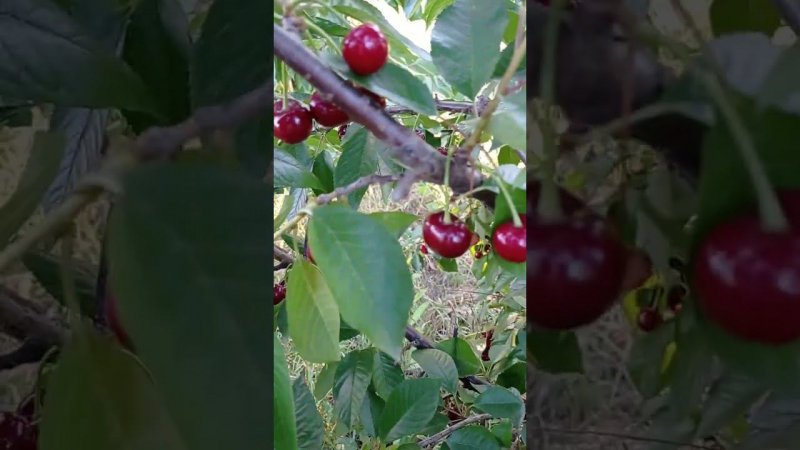 вишня (черевишня) Искушение