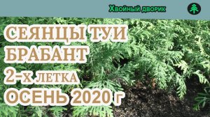 Сеянцы туи западной Брабант 2-х летка Сезон осень 2020 года (Обзор)  питомник "Хвойный дворик"