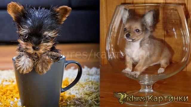 Самые маленькие животные в мире-Рicture Show смотреть онлайн