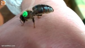 Матка откладывает яйца