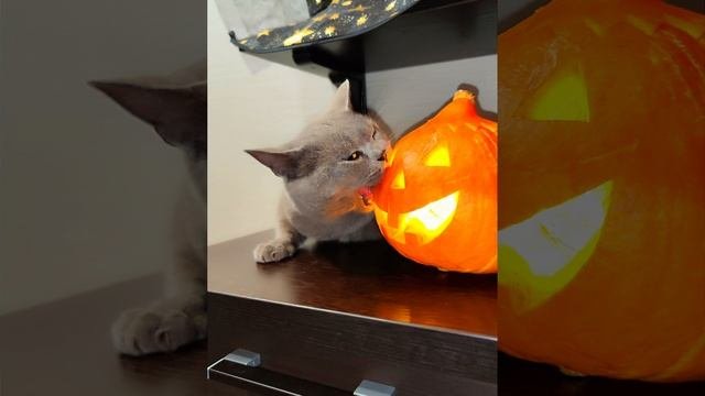Happy Halloween! ?