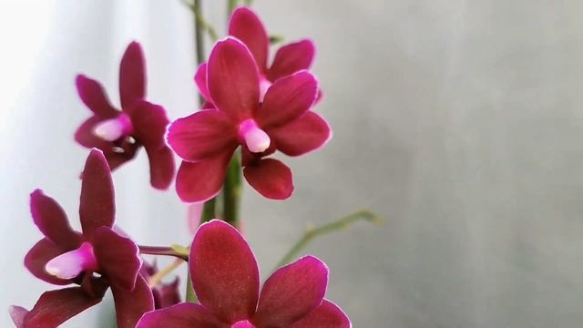 Орхидеи с названиями. Дружное домашнее цветение фаленопсисов из моей коллекции в мае. смотреть онлайн