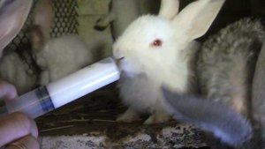 Как кормить недельных кроликов 2. Три недели спустя