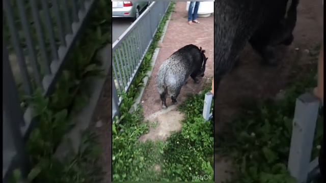 У НАС СВИНЬЯ ВО ДВОРЕ