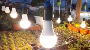 ПОДСВЕТКА РАСТЕНИЙ ЗИМОЙ эффективный способ проверенный временем.