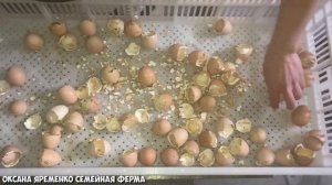 Вывод цыплят несушек в инкубаторе СТИМУЛ
