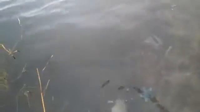 Ловля Леща на Донную Снасть смотреть онлайн