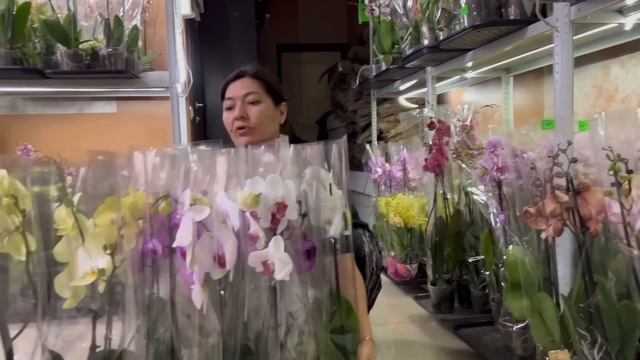 @zeboorhids снова привезла ПОТРЯСАЮЩИЕ орхидеи!!!