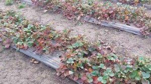 Ремонтантные Сорта Клубники! Оставлять на второй год или нет??? наглядный пример