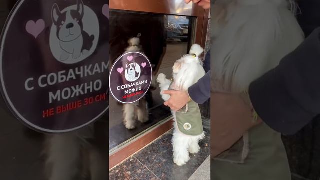 Pet friendly гостевой дом в центре Геленджика ❤️ #геленджик #отдыхвгеленджике #лето2023