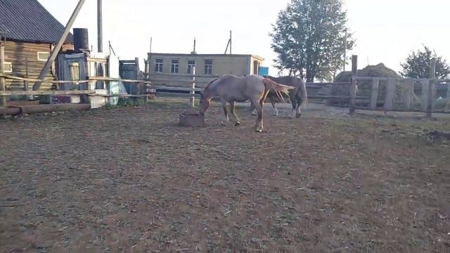 Жеребец пристает к Сивай кобыле смотреть онлайн