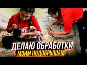 Принц меня укусил и  исцарапал в кровь. Пуся истерит и не дается. Глистуем и вакцинируем подобрышей.