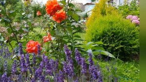 Летний сад в 23 году: обзор сада, дачные дела.