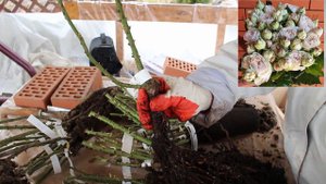 Распаковка 17 роз. Питомник ЭЛИТ