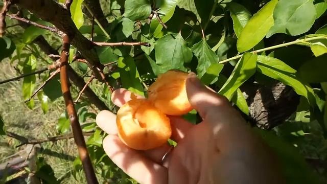 Абрикос Краснощекий смотреть онлайн