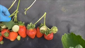 ФЛАВИЯ -  ранний сорт клубники итальянской селекции. Новинка 2018 года. / 10.06.19.