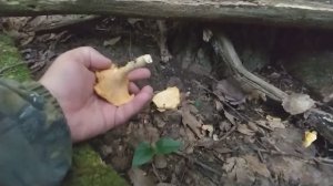 ЛИСИЧКА РЖАВЕЮЩАЯ!!! Грибная азбука.