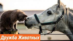 Дружба у животных / Сборник приколов с животными 2023 / Смешные кошки и собаки