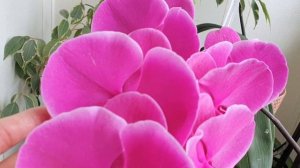 Яркая ОРХИДЕЯ "Joyride" Из УЦЕНКИ в КОРОЛЕВЫ