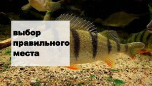 Секреты ЛОВЛИ ОКУНЯ ✔️ Как быстро НАЙТИ и таки ПОЙМАТЬ ОКУНЯ