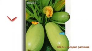 Кабачок обыкновенный Сосновский (sosnovskiy) ? обзор: как сажать, семена кабачка Сосновский