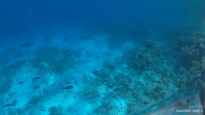 Риф отеля Sultan Gardens Resort 5* .27 июля 2019 г.