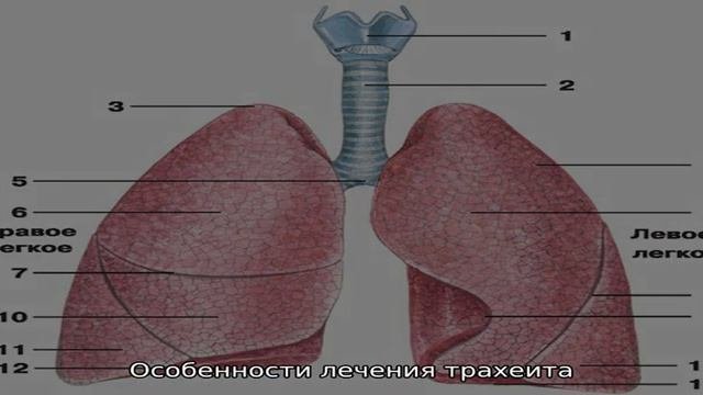ЗАБОЛЕВАНИЯ ОРГАНОВ ДЫХАНИЯ