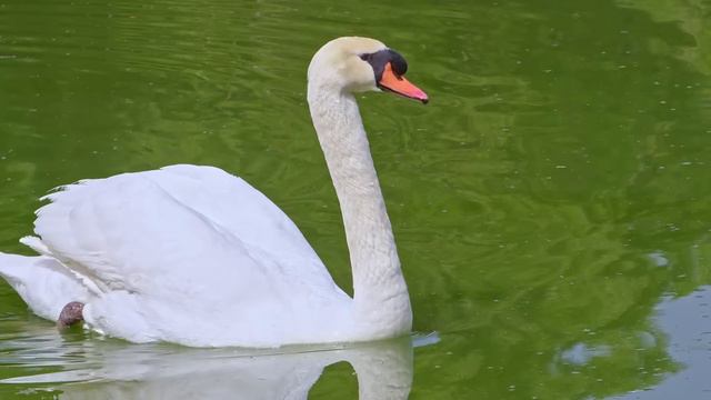 Самая красивая мелодия в мире... Я плакала, когда услышала эту песню! Эту музыку можно слушать вечн смотреть онлайн