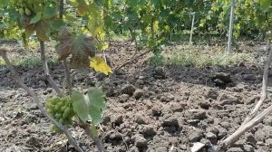 УСЫХАНИЕ ПЛОДОВЫХ ЛОЗ НА ВИНОГРАДЕ. ХЛОРОЗ. В чем может быть ПРИЧИНА?!