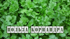 Кориандр, Кинза. Лечебные свойства.
