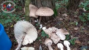 Самый вкусный гриб. Зонтик Пестрый. Зонтик Гигантский #ТриЭкоГрибы